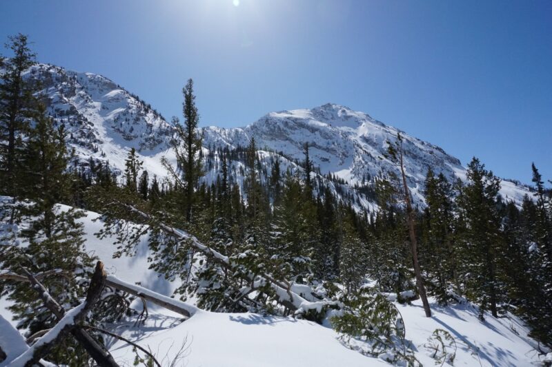 (3/17/23) Large trees are bent over from avalanche debris. This very large avalanche occurred on a S-SE facing slope off Imogene Peak.